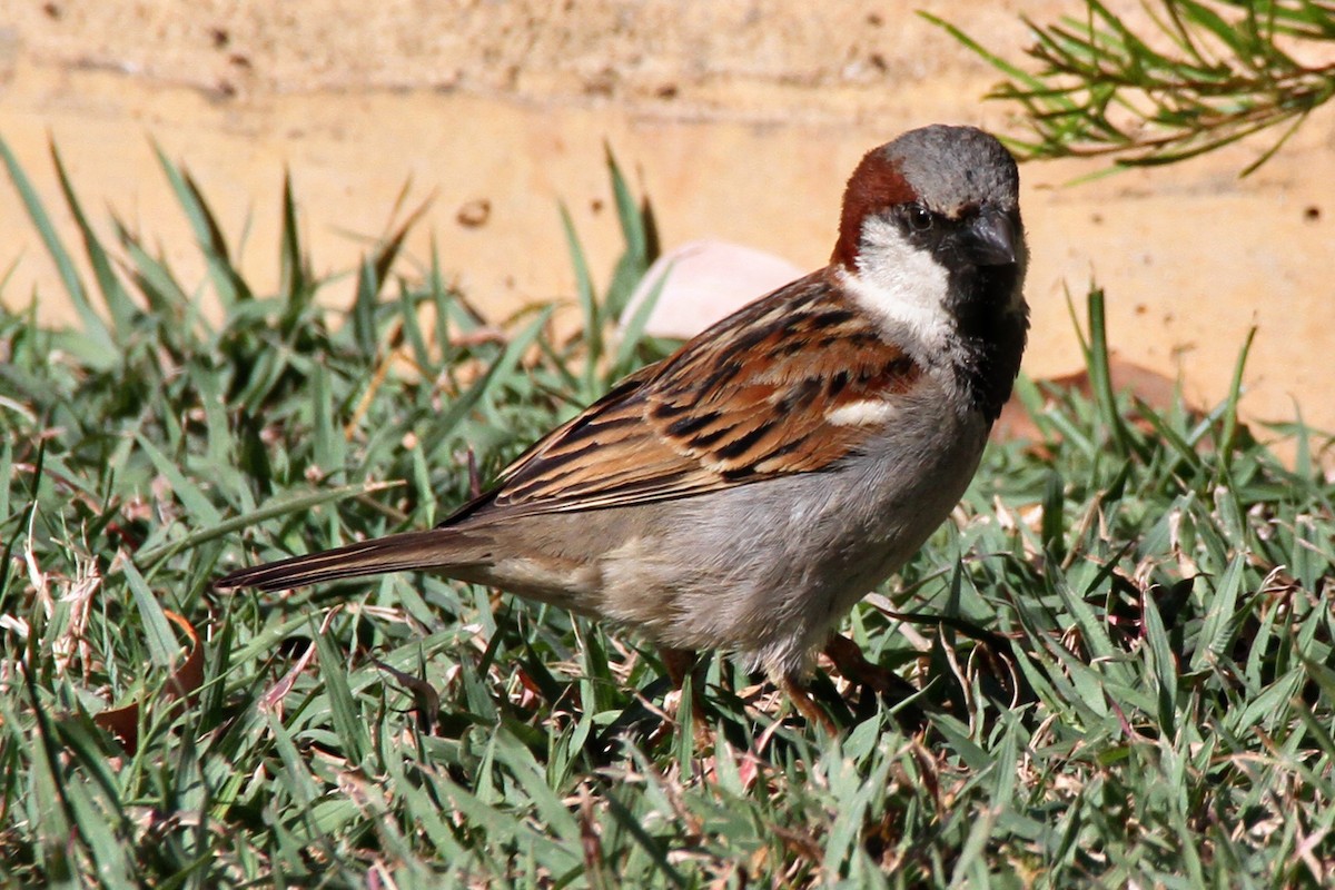 House Sparrow - Gypsy Stockley