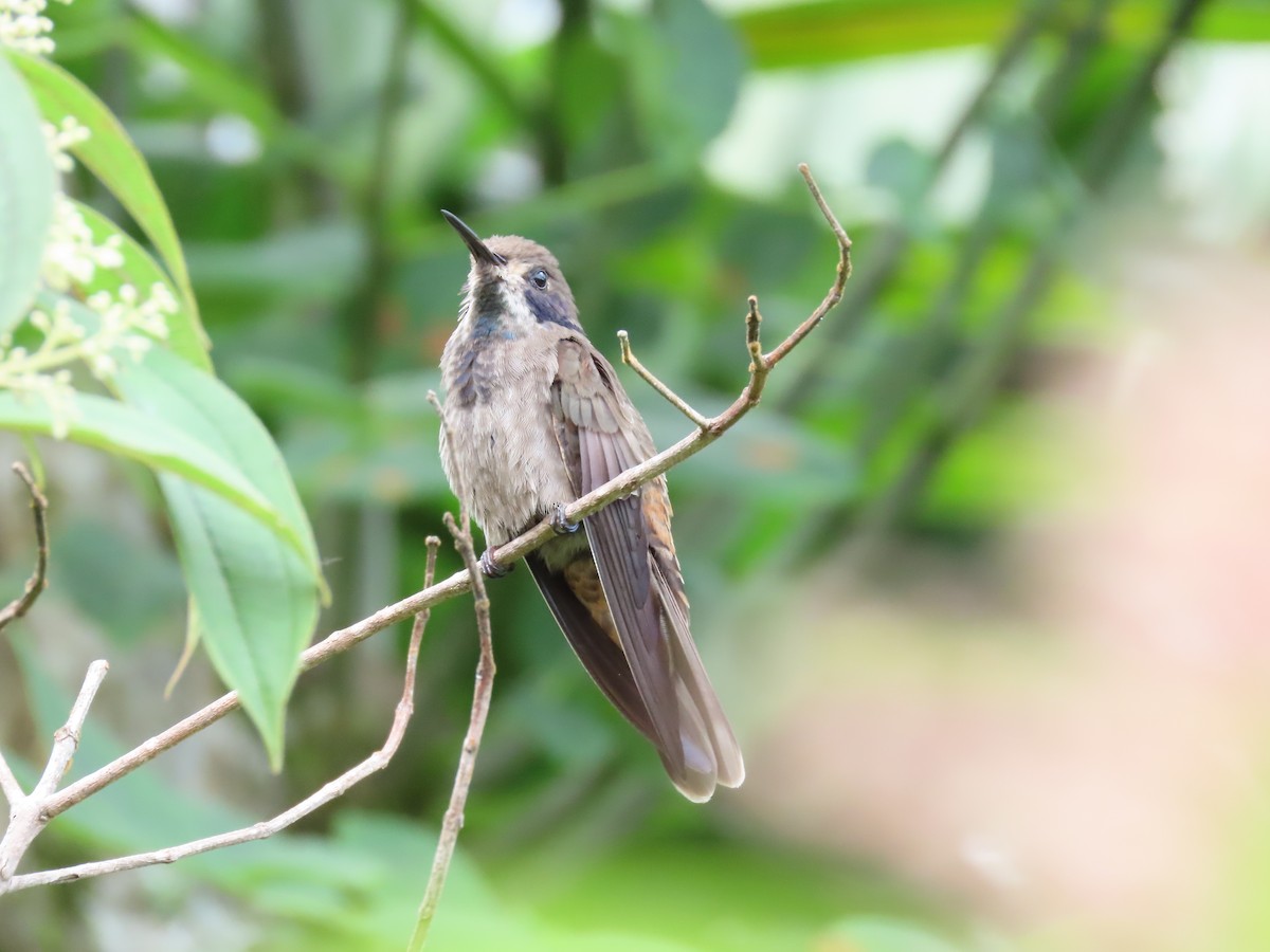 kolibřík fialovouchý - ML471461021