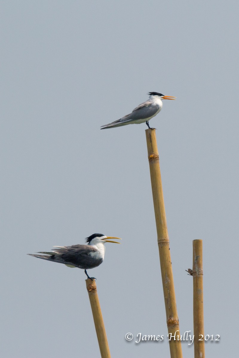 Great Crested Tern - ML471466741