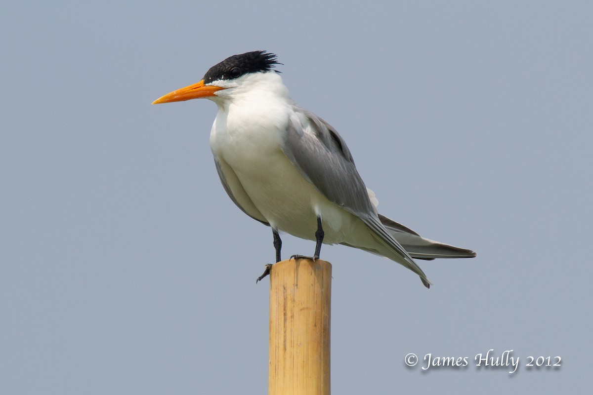 Lesser Crested Tern - Jim Hully