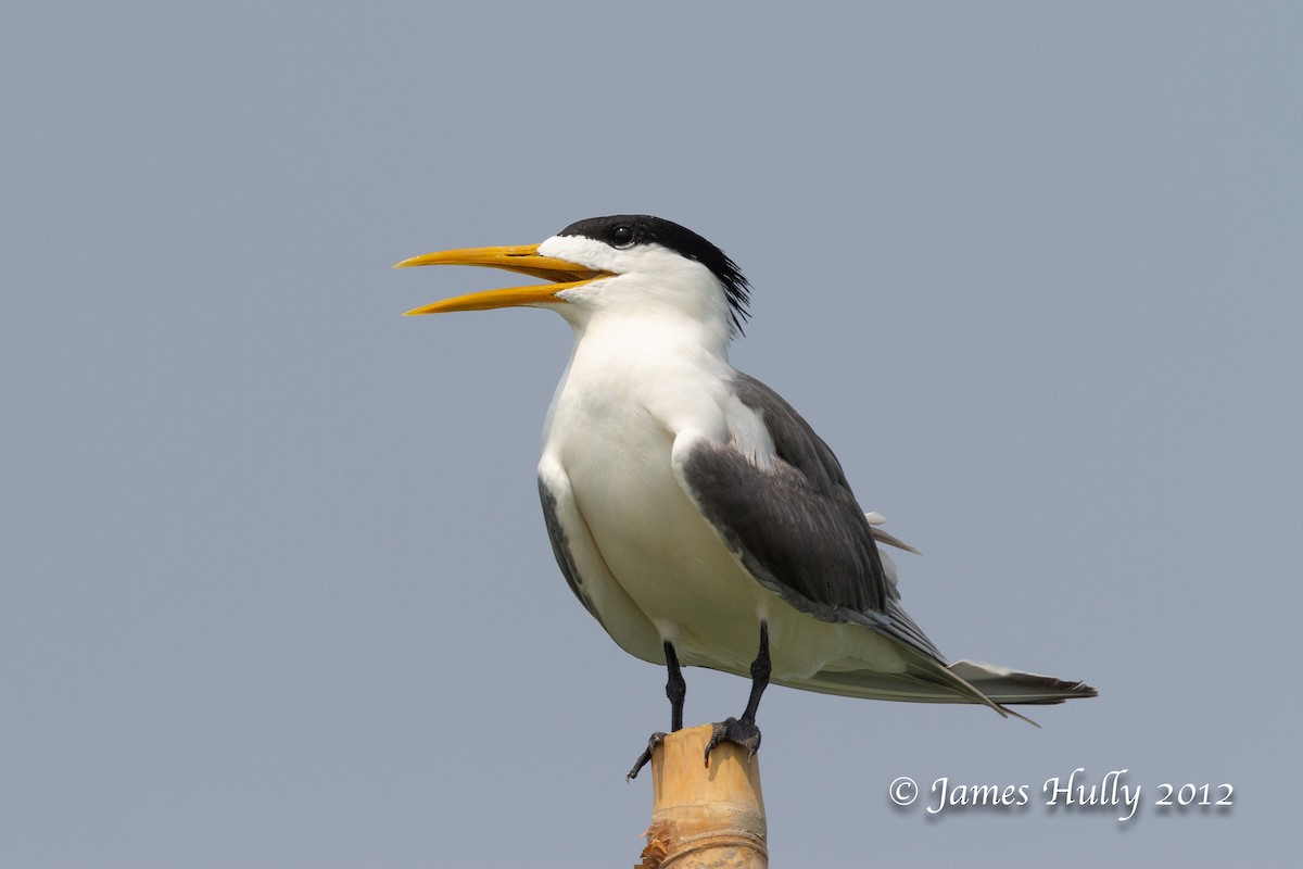 Great Crested Tern - ML471466811
