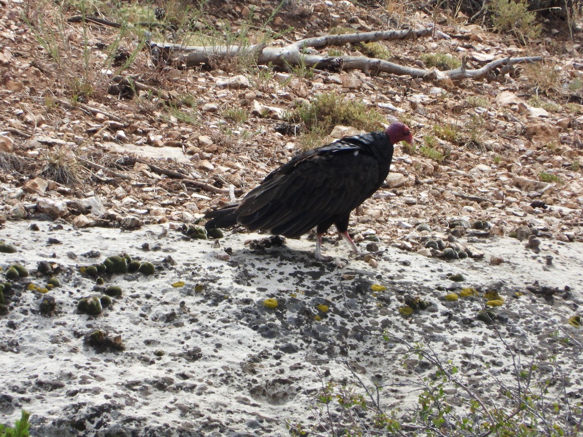 Turkey Vulture - ML471468321