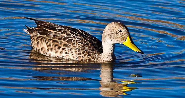 Yellow-billed Pintail - Arden Anderson