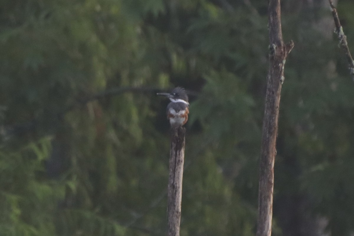 Belted Kingfisher - ML471475601