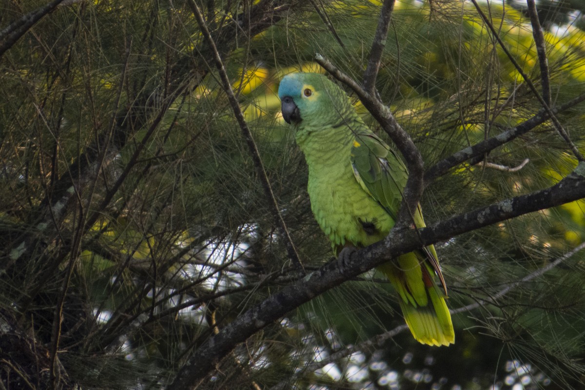 Turquoise-fronted Parrot - ML471477241