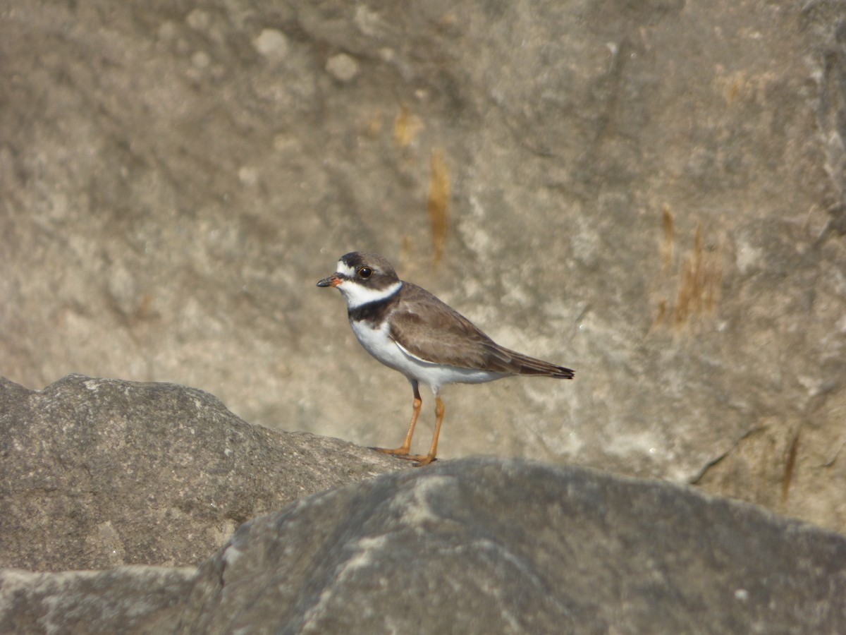 Semipalmated Plover - ML471477961