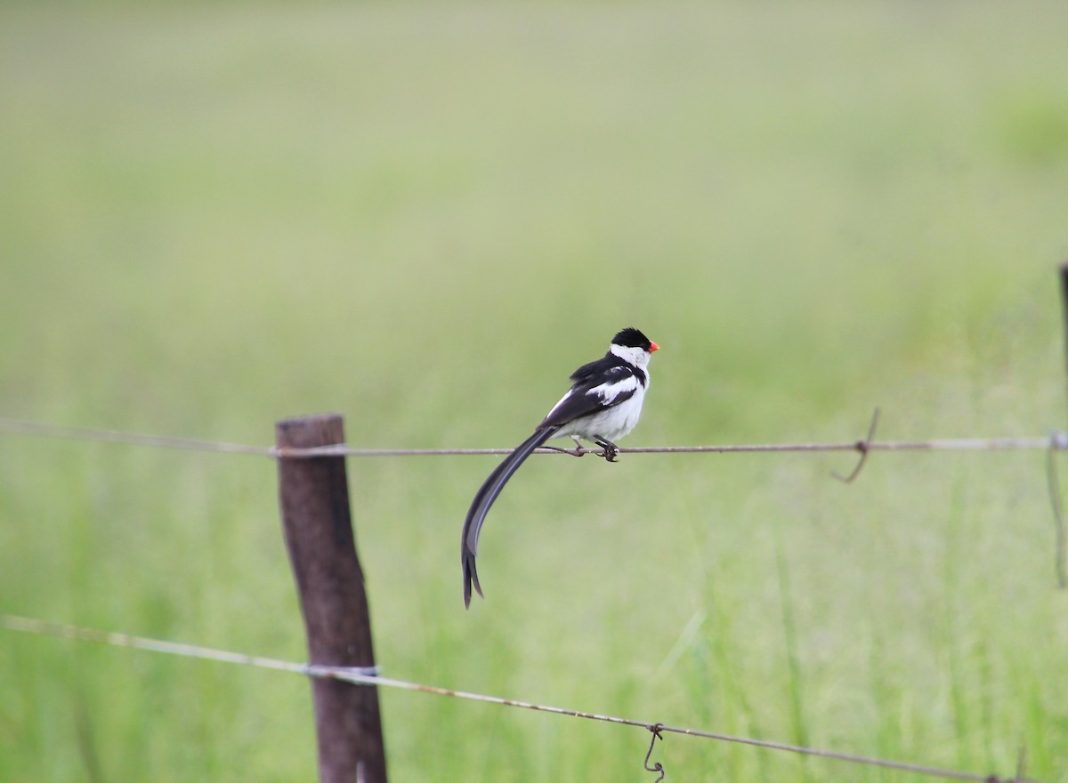 Pin-tailed Whydah - ML47147871
