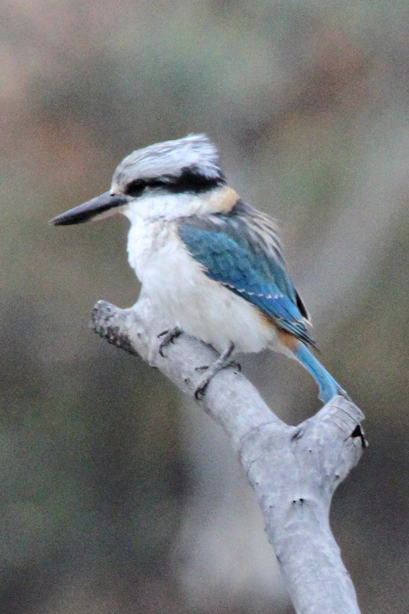 Red-backed Kingfisher - ML471483391