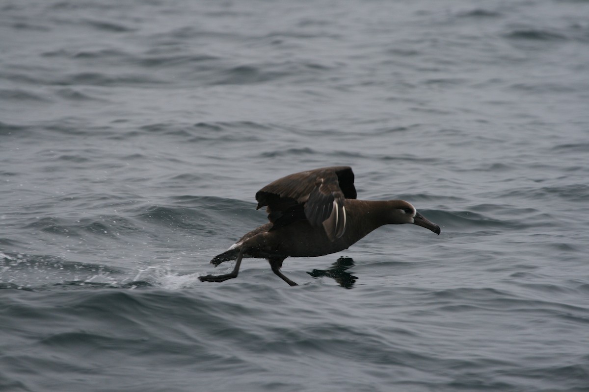 Black-footed Albatross - ML47148351