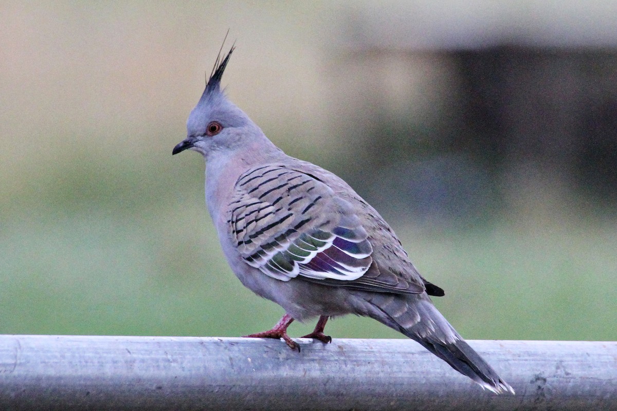 Crested Pigeon - ML471484361