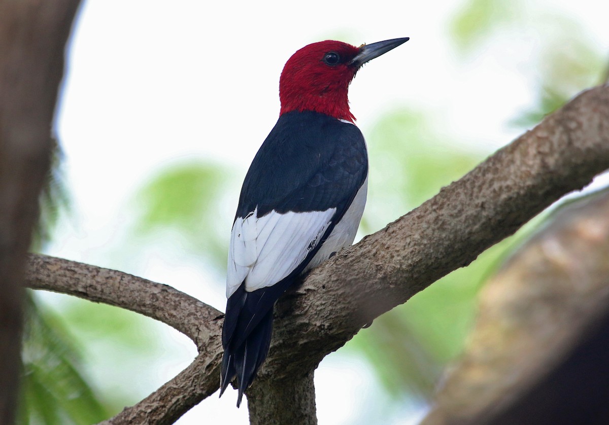 Red-headed Woodpecker - ML471496851