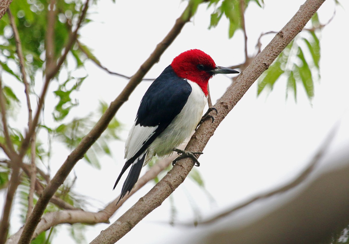 Red-headed Woodpecker - Ricardo Guerra