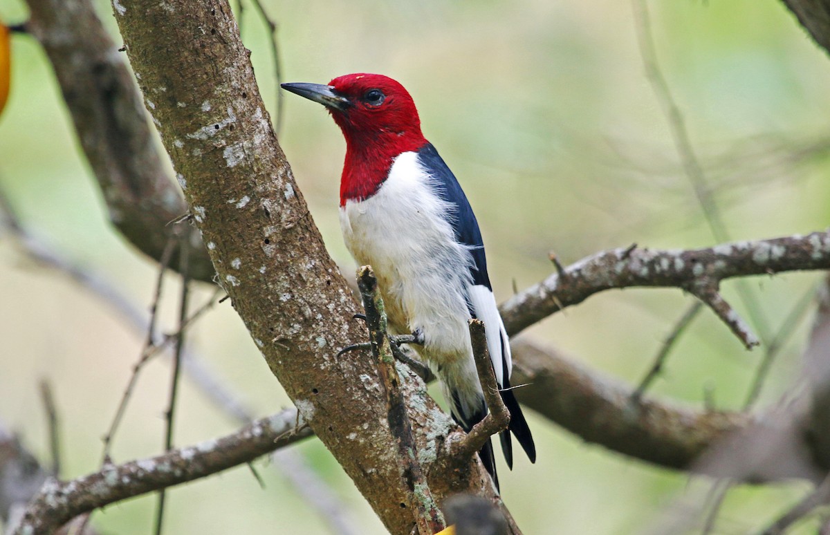 Red-headed Woodpecker - Ricardo Guerra