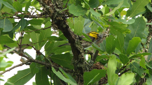 Golden-cheeked Warbler - ML471501