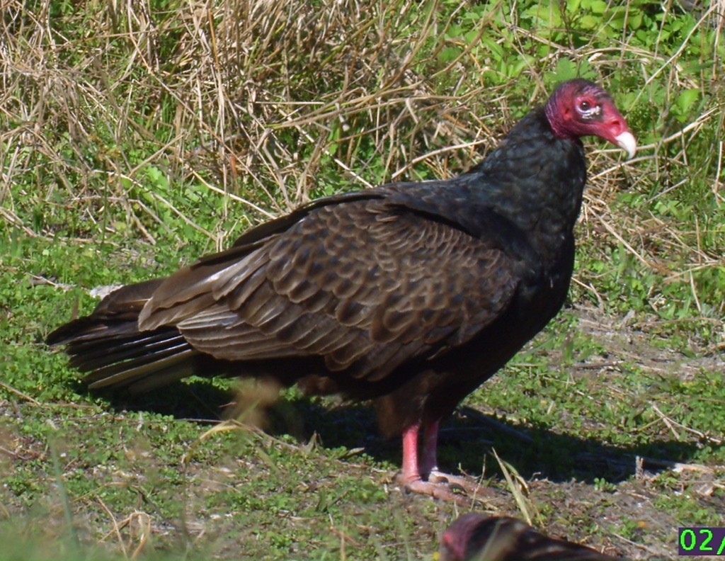 Turkey Vulture - pamela graber