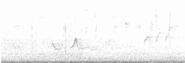 Grünbrust-Mangokolibri - ML471505731
