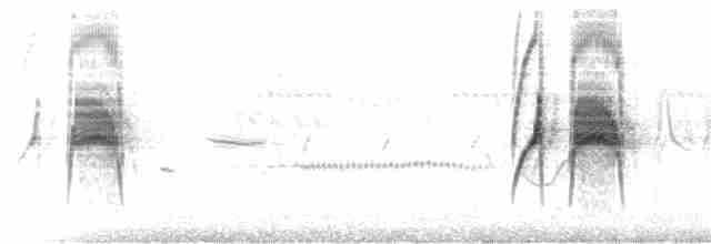 Weißbauch-Dickichtschlüpfer - ML47150631