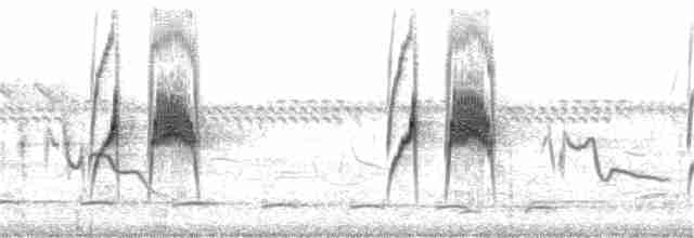 Weißbauch-Dickichtschlüpfer - ML47150641