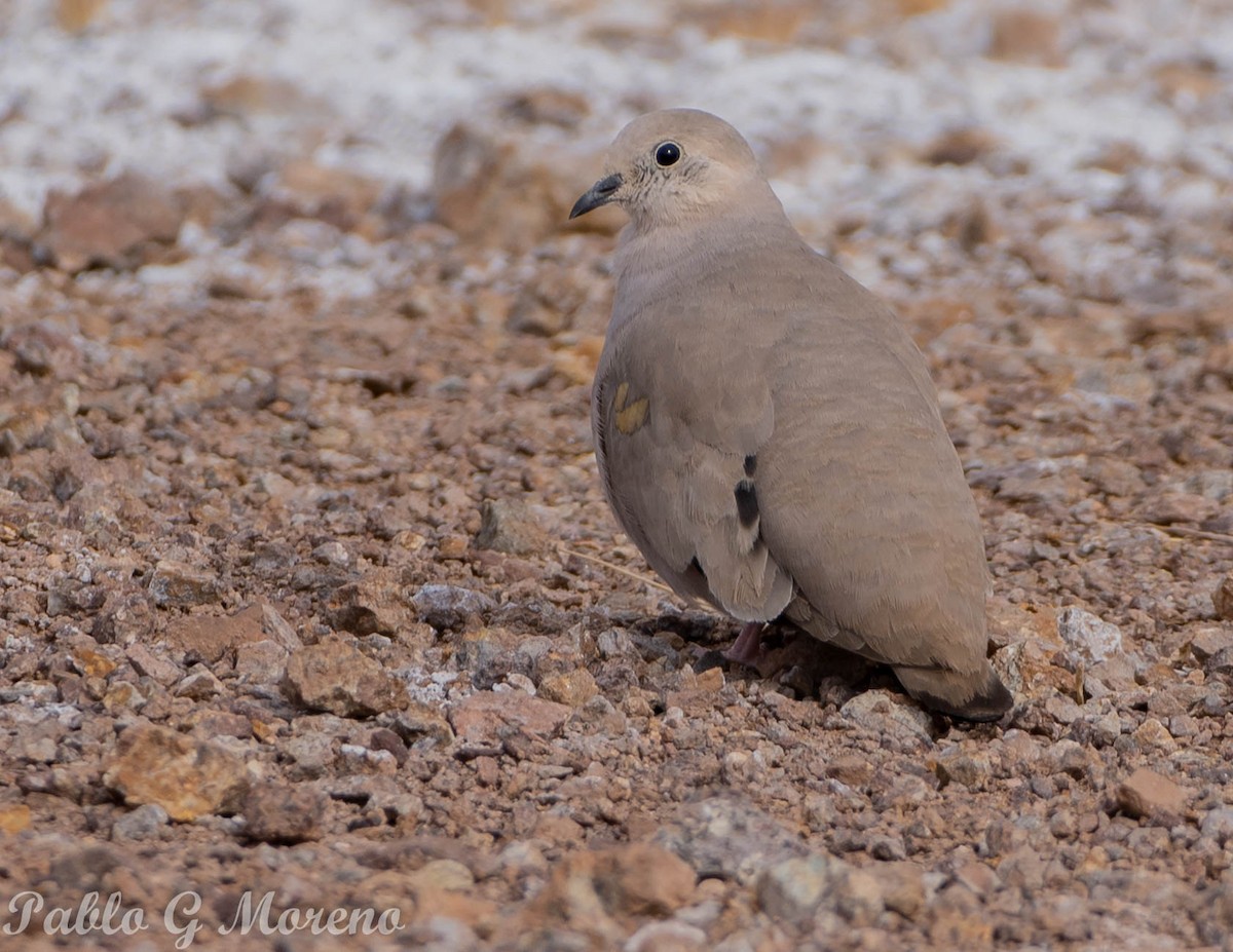 Golden-spotted Ground Dove - ML471510621