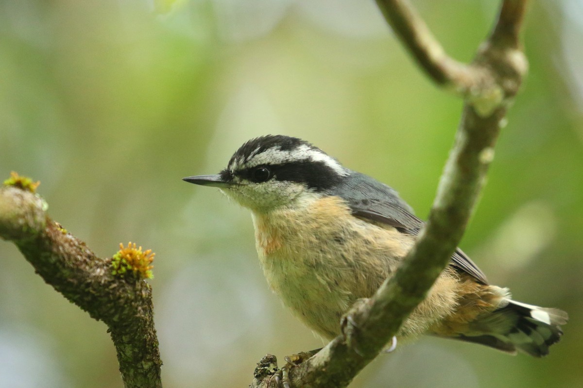 Red-breasted Nuthatch - ML471513051