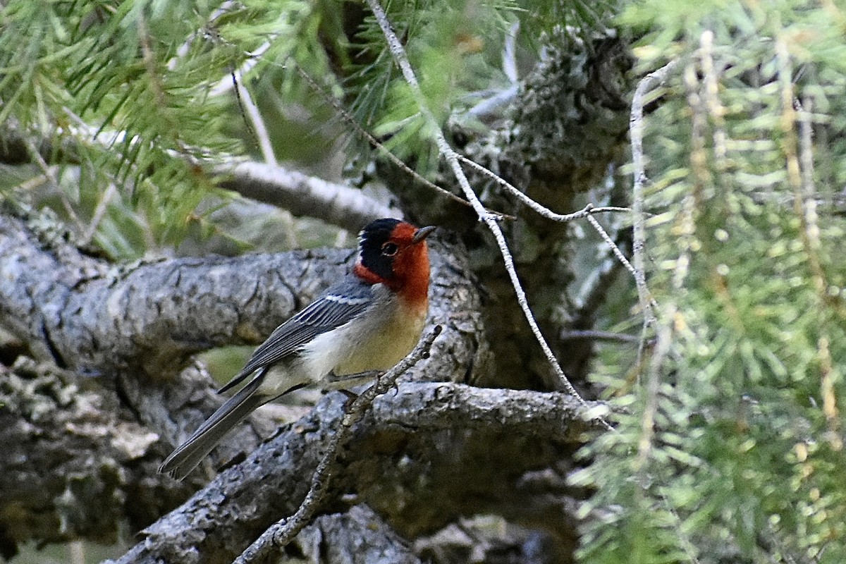 Red-faced Warbler - ML471513111