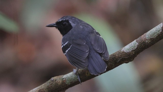 Black-faced Antbird - ML471513121