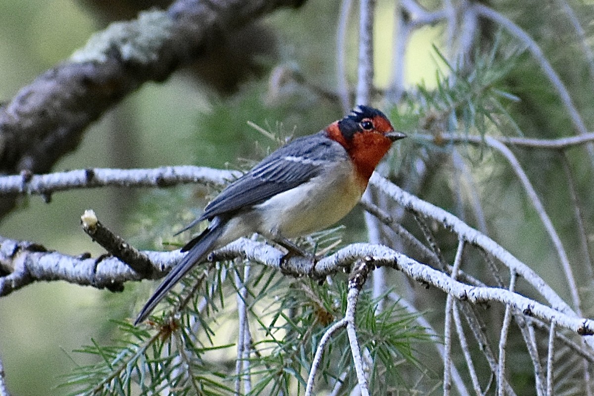 Red-faced Warbler - ML471513151
