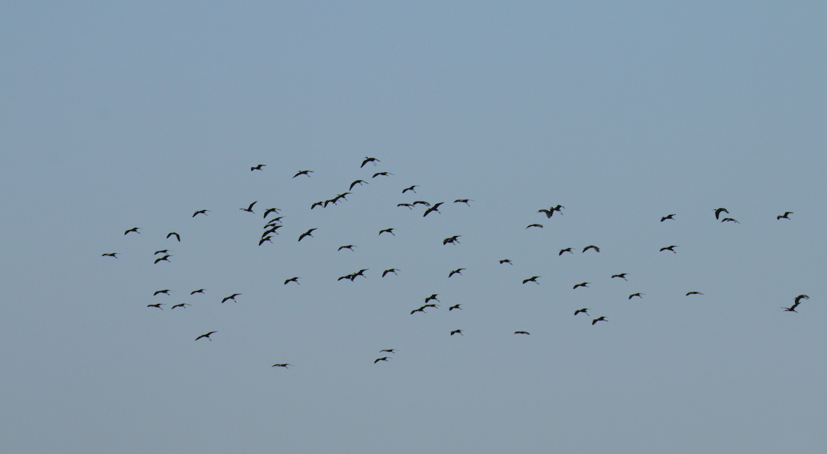 ibis hnědý - ML47151501