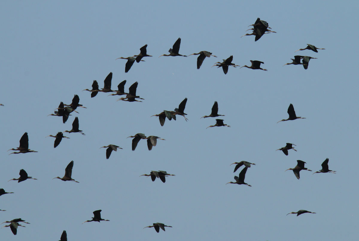 ibis hnědý - ML47151531