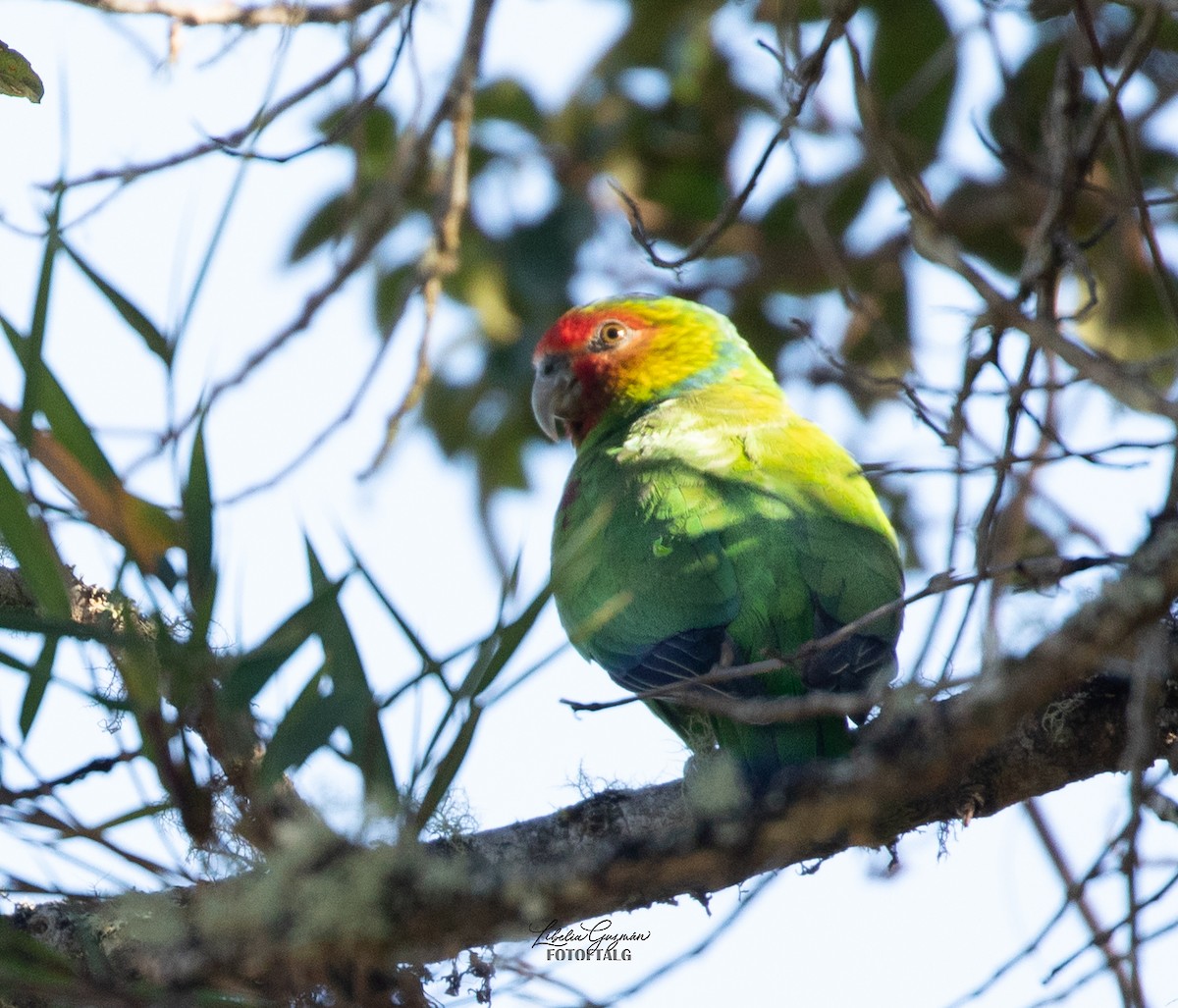 Red-faced Parrot - ML471516171