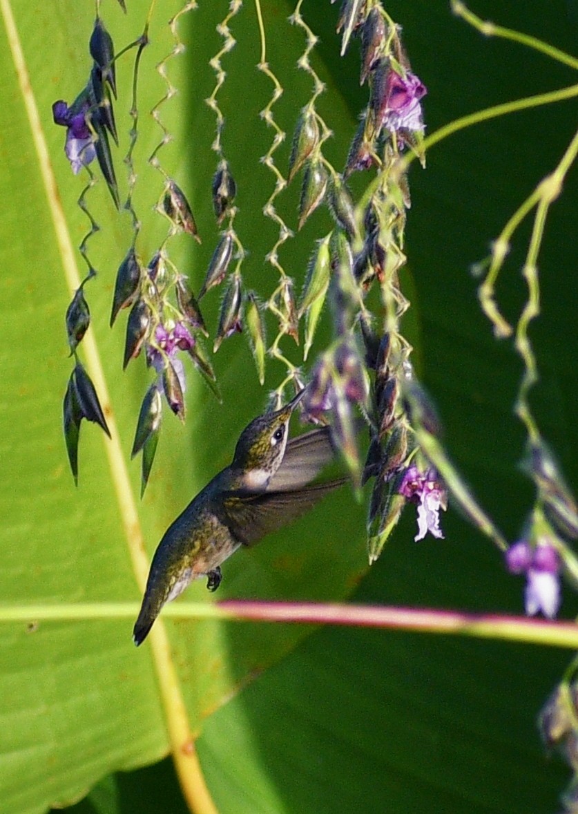 Ruby-throated Hummingbird - Leesa Brown