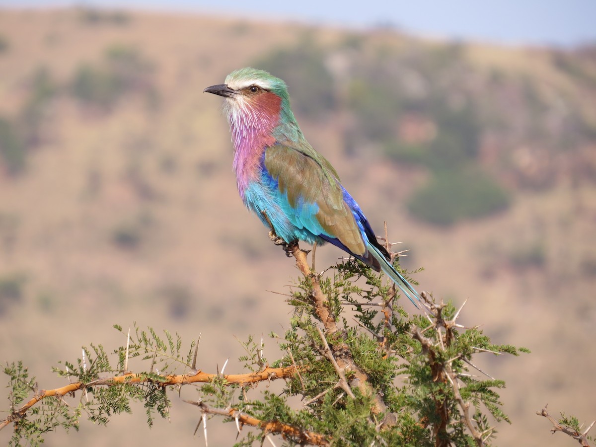 Lilac-breasted Roller - ML471520401