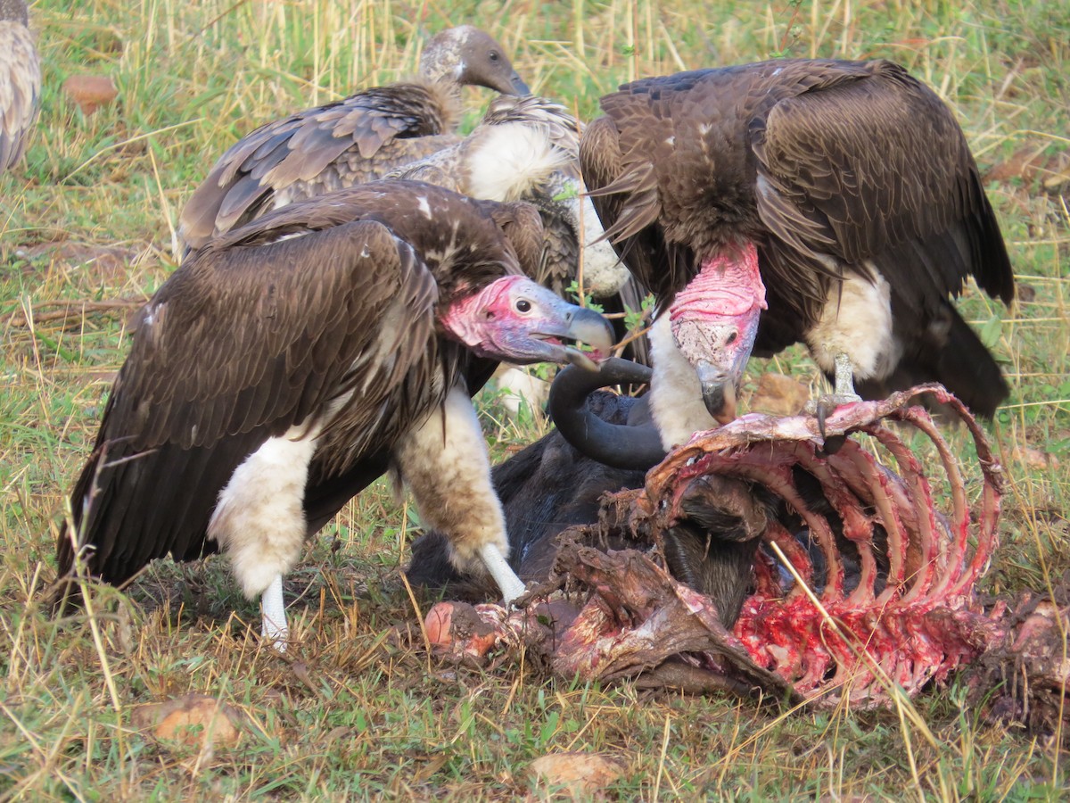 Lappet-faced Vulture - ML471521071