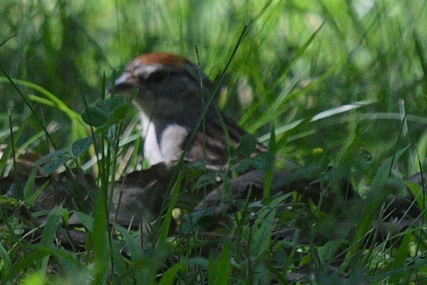 Chipping Sparrow - ML471525241