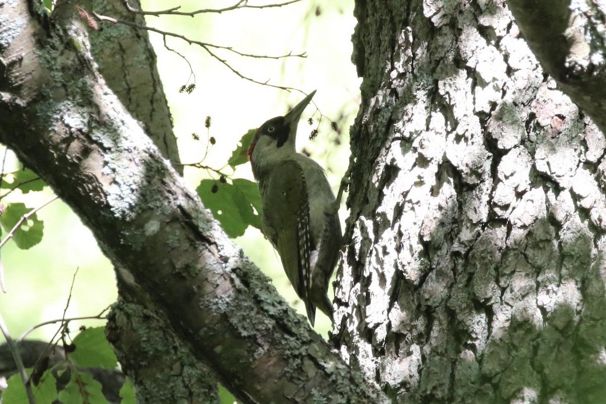 Eurasian Green Woodpecker (Eurasian) - ML471527731