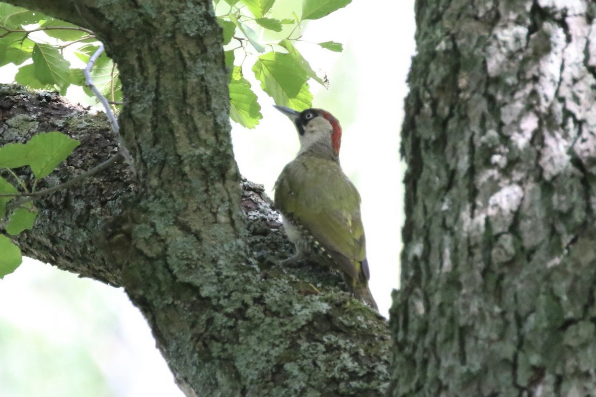 Eurasian Green Woodpecker (Eurasian) - ML471527741
