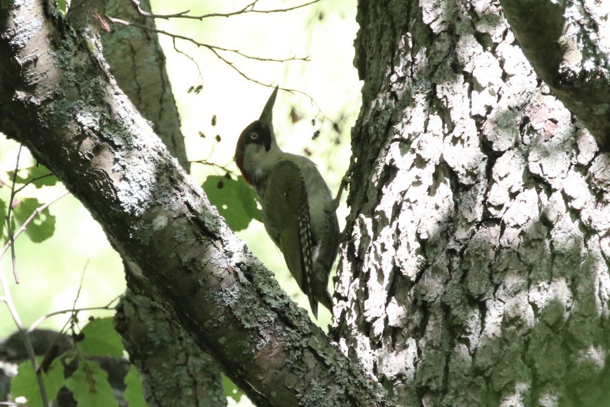 Eurasian Green Woodpecker (Eurasian) - ML471527751