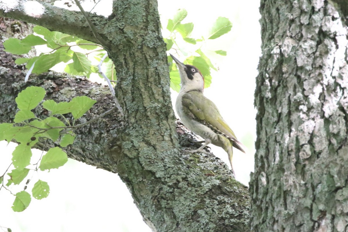 Eurasian Green Woodpecker (Eurasian) - ML471527761