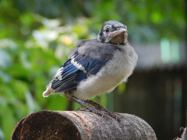 Blue Jay - eBird