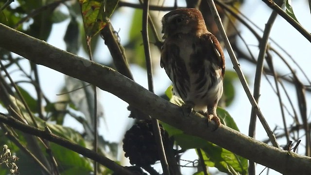 Ferruginous Pygmy-Owl - ML471529271