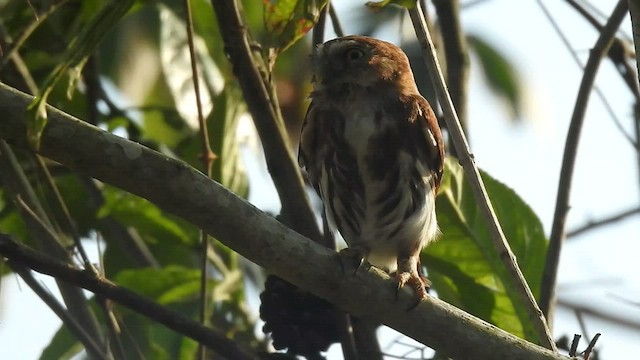 Ferruginous Pygmy-Owl - ML471529291