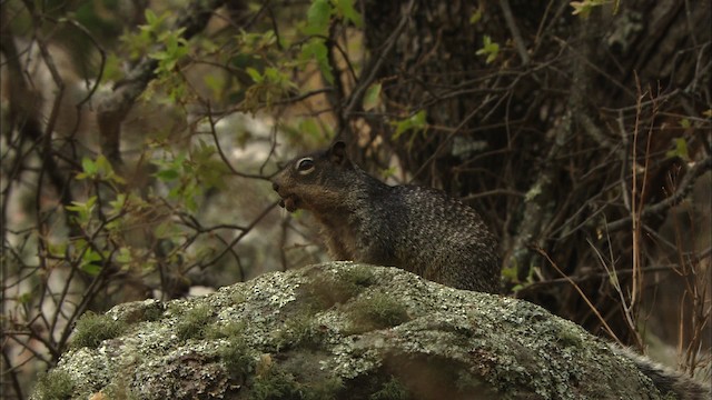 rock squirrel - ML471531