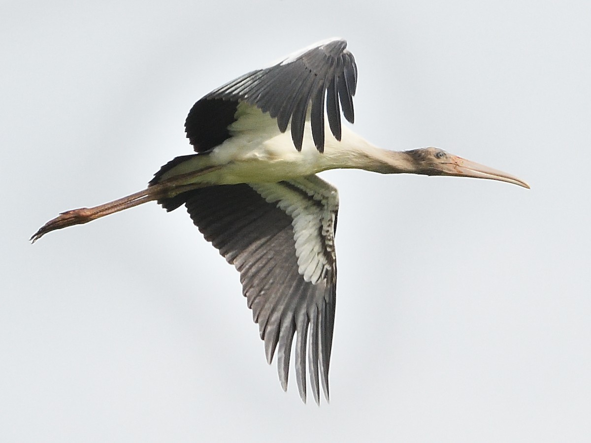 Wood Stork - Barry Blust