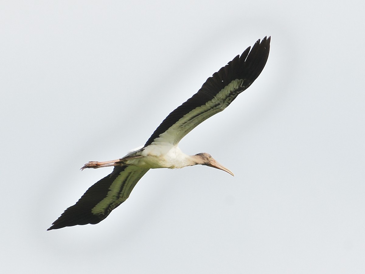 Wood Stork - Barry Blust
