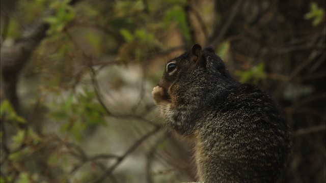 rock squirrel - ML471532