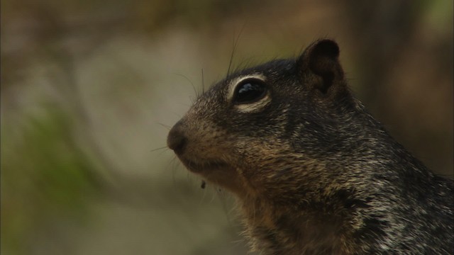 rock squirrel - ML471533