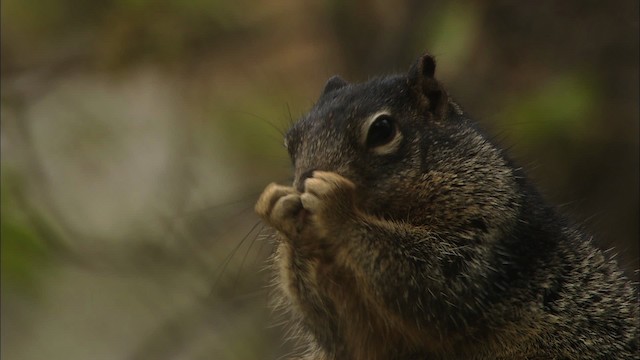 rock squirrel - ML471534