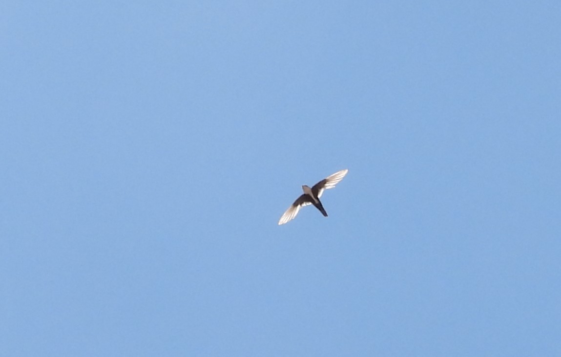 White-throated Swift - ML471539171