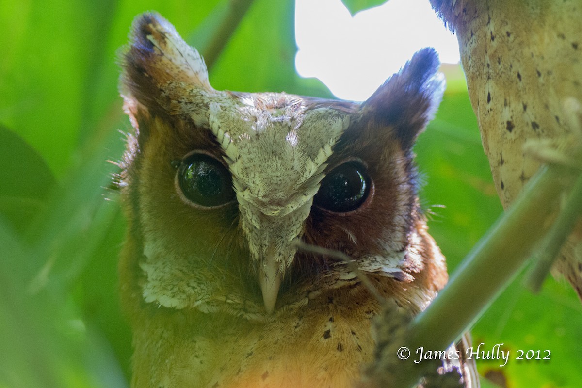 White-fronted Scops-Owl - ML471539871