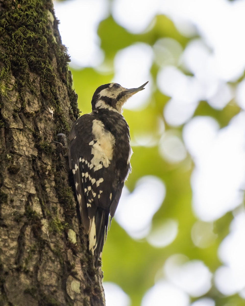 Great Spotted Woodpecker - ML471540861